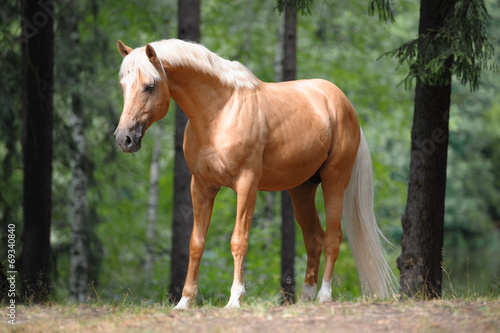 beautiful palomino horse stands in the meadow