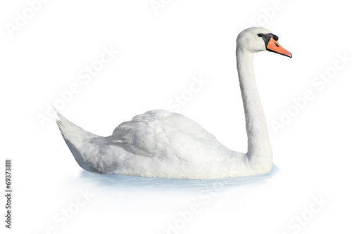 Bird swan