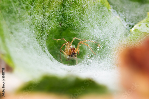 grass spider Agelenidae on funnel-web eating a mosquito