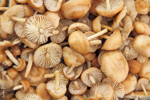 fairy ring mushrooms