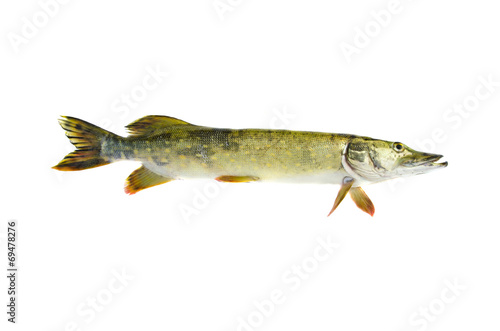 fresh raw pike Esox lucius fish isolated on white