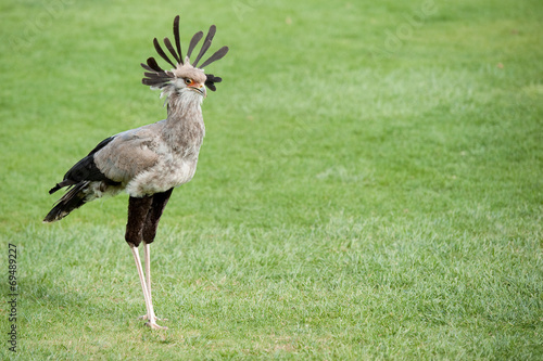 Secretary bird - Sagittarius Serpentarius