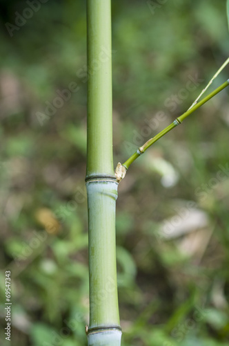 bamboo, bambusa arundinacea