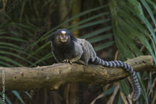 Sagui-de-tufo-preto