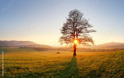 Tree and sun