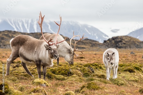 WIld reindeer family