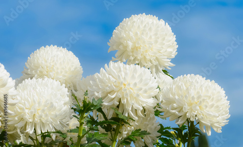 White chrysanthemums