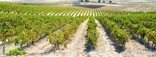 Panoramic vineyard