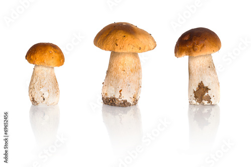Porcini mushrooms isolated on white (Boletus edulis)