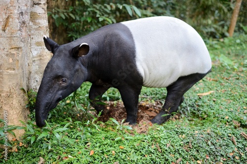 Asian Tapir