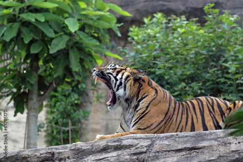 スマトラトラ -Sumatran Tiger-