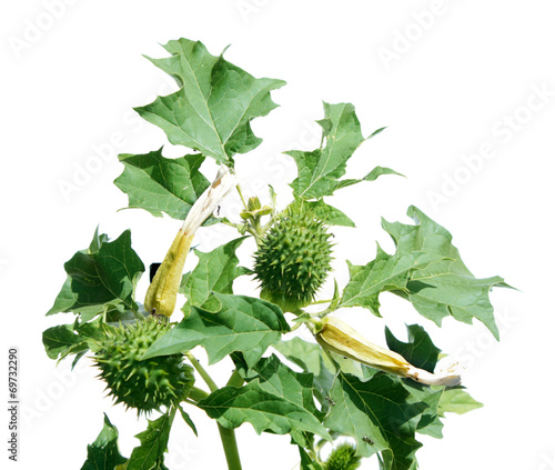 Jimson weed (Datura stramonium) isolated on white