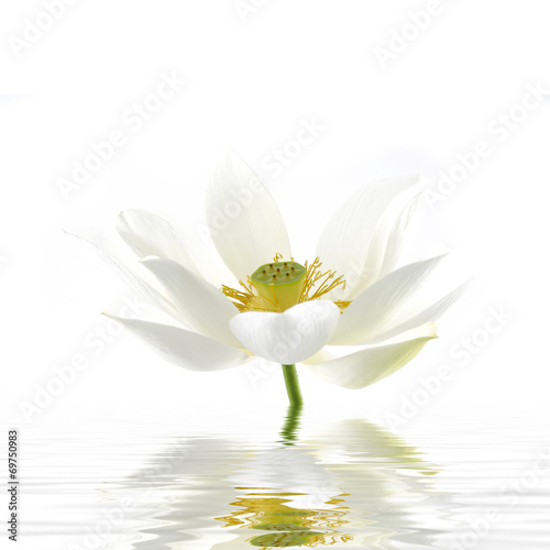 Elegant lily flower reflected in rendered water