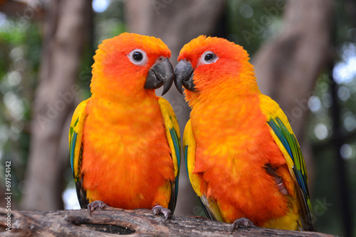 Sun Conure parrot bird