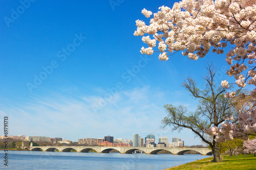 Cherry blossom near Potomac River in Washington DC.