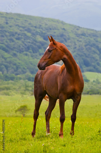 red Arabian horse on a green summer meadow
