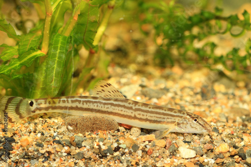 Japanese common striped loach (Cobitis striata) in Japan