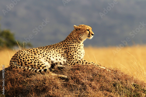 Cheetah on the Masai Mara in Africa