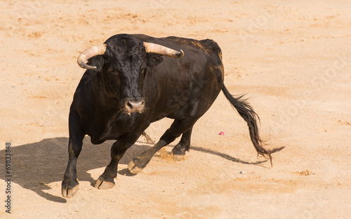 Toro Bravo Español