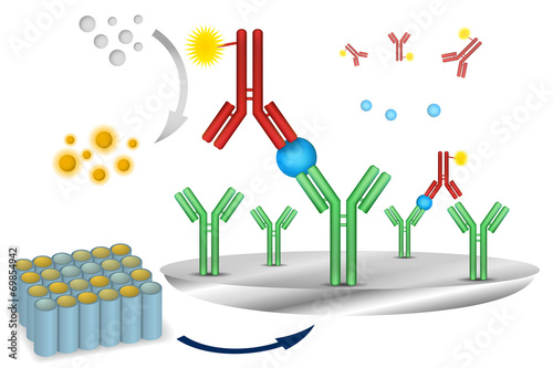 ELISA immuno assay reaction scheme