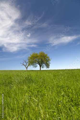 Field,trees and blue sky