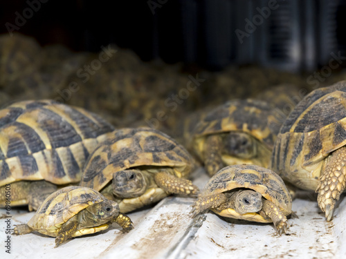 Crowd of smuggled Hermann's tortoises (Testudo hermanni)