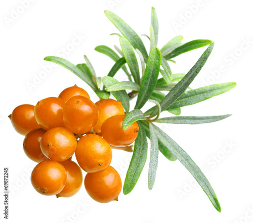 Sea buckthorn isolated