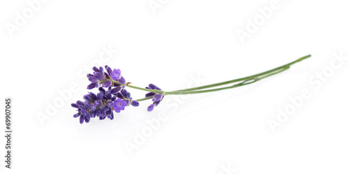 Lavender flowers isolated on white