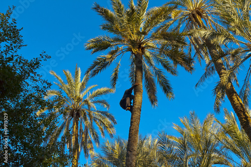 A worker climbing on a palm tree at Tozeur, Tunisia