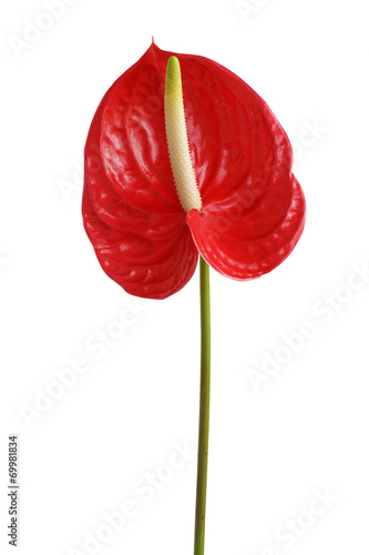 red anthurium flower isolated on white