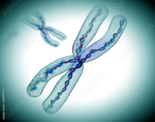 microscopic view of chromosome x