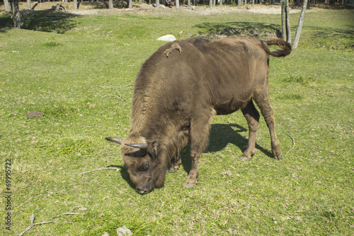 Żubr (Bison bonasus)