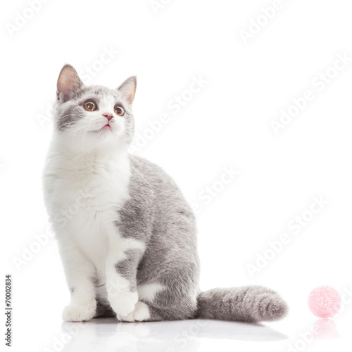 British shorthair cat on a white background. british cat isolate