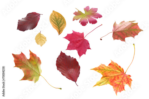 Selection of autumn leaves in various shapes