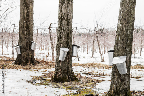 Forest of Maple Sap buckets on trees