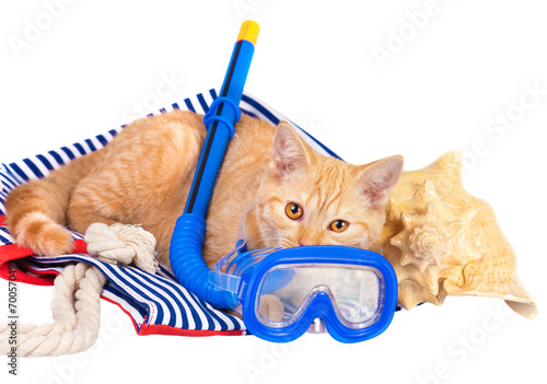 Cute red cat lying with snorkel and big shell isolated on white 
