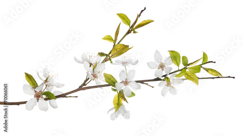 spring tree branch with light flowers