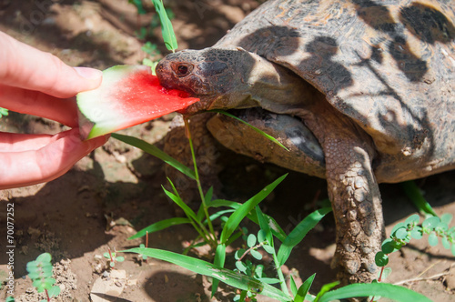 Eating tortoise