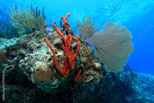 Tropical coral reef in the caribbean sea