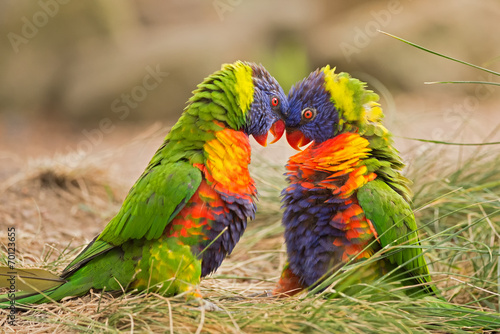 Rainbow lorikeets (Trichoglossus haematodus) fighting