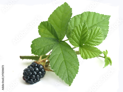 Blackberry (Rubus fruticosus)