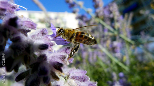 Abeille noire des Cévennes sur fleur de lavande en milieu urbain