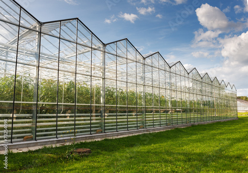 greenhouse vegetable production