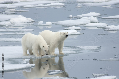 Female Polar Bear with Yearling Cub