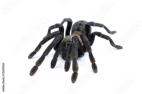 black curly-hair tarantula Brachypelma albopilosum isolated