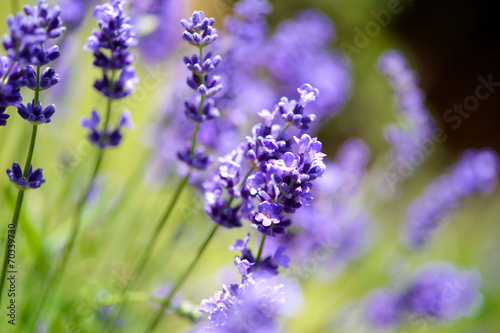 Lavendel