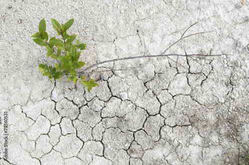 Small willow on a limestone soil