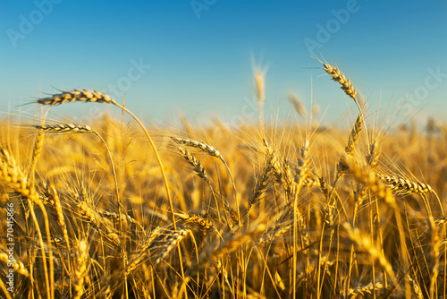 rye field