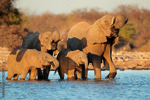 Elephants drinking water, Etosha National Park