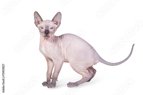 Sphynx kitten isolated on white